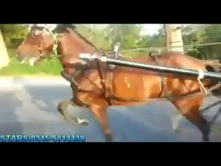 horse try parwaz haripur