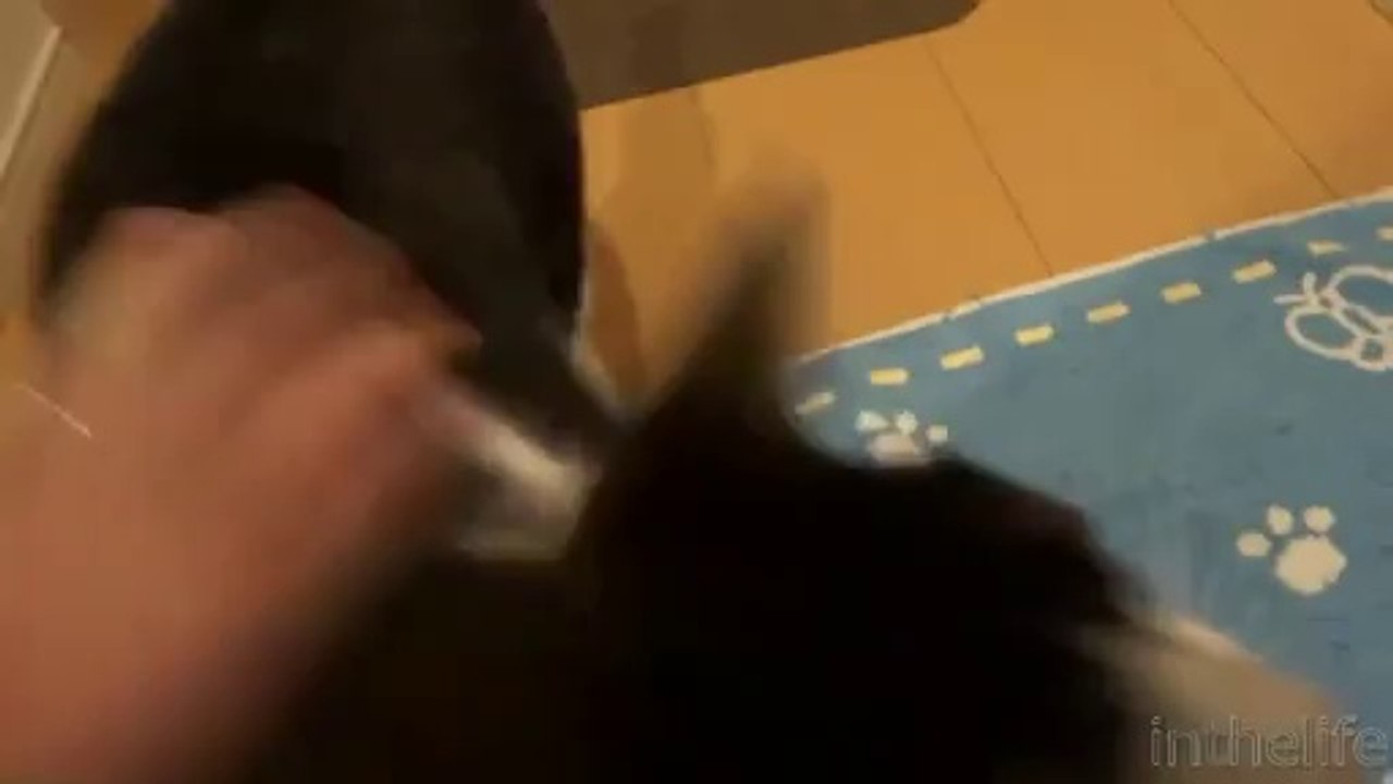 3 Gün Sonra Sahibini Gören Kedi