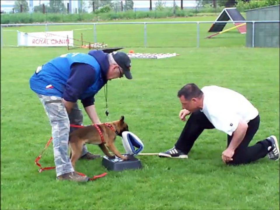 JET'7 DU BANC DES HERMELLES ( 3 mois ) ''Débourrage mordant Ring''