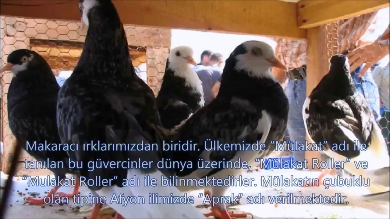 Guvercin- Cesitleri- ve- Ozellikleri