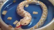 Aç kalan yılan kendini yemek sanıp yedi