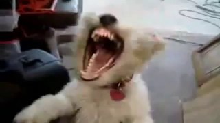 Videos de Risa: Este perro esta fatal de lo suyo (tepillao.com)