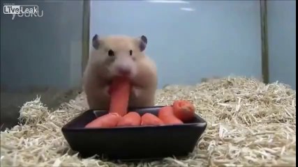 tekrar tekrar izledim, HALEN GÜLÜYORUM