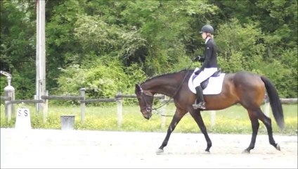 dressage coco
