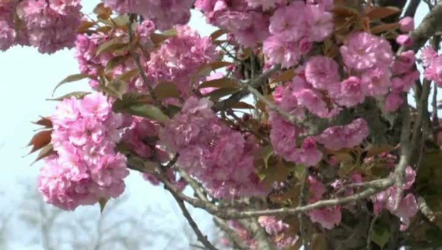 LES W-D.D. MICHOU SATURDAY NEWS - 5 AVRIL 2014 - PLANTATIONS D'ARBRES AU STADE NAUTIQUE.