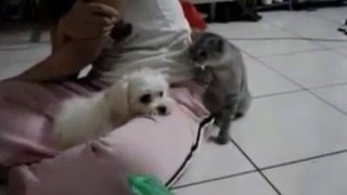 Videos de Risa: Gatito buscandole las vueltas al perro (tepillao.com)