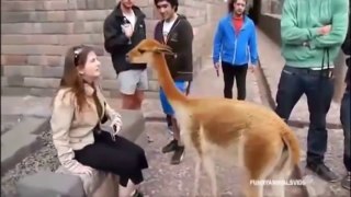 Videos de Risa: Ataques graciosos de animales (tepillao.com)