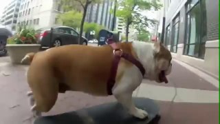 Videos de Risa: Animales casi humanos (tepillao.com)