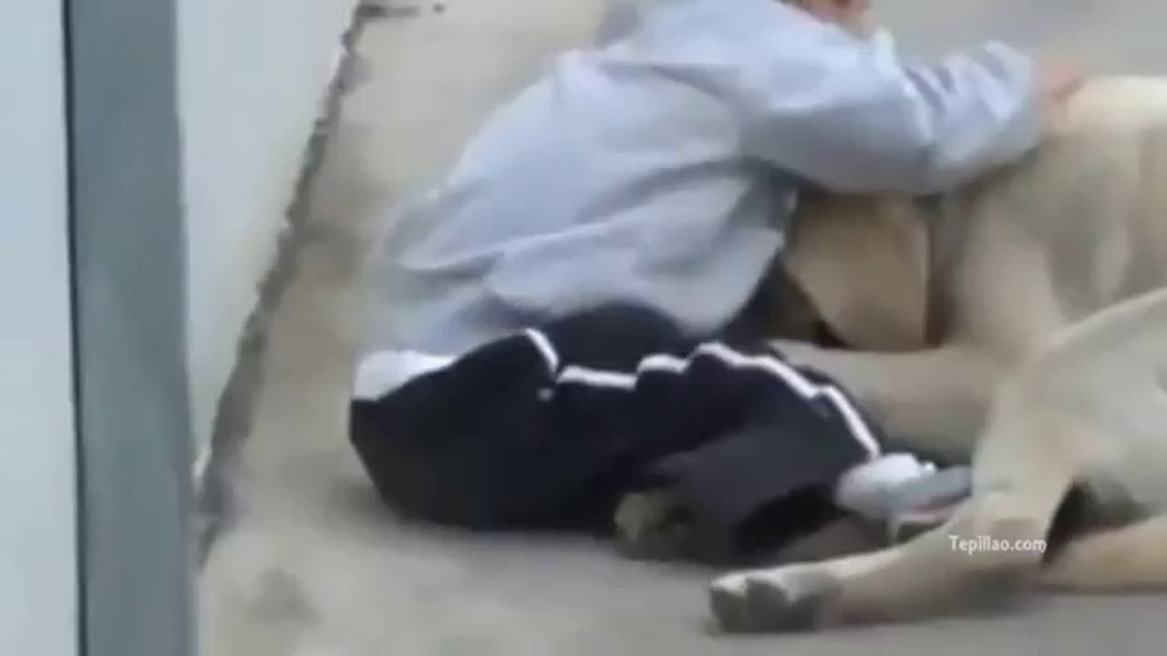 Videos Impactantes: Una prueba de amor (tepillao.com)