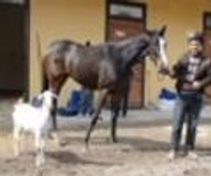 Yarış atının yoldaşı keçi oldu