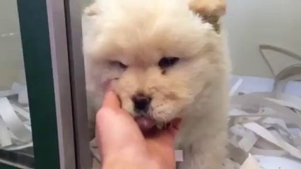 BEYAZ CHOW CHOW YAVRULAR AB PASAPORTLU MİKRO ÇİPLİ GARANTİLİ