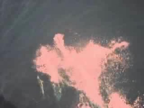 Dauphins du 24 sept 03, encore