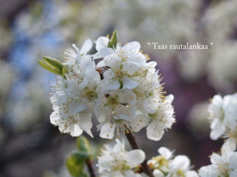 Taas rautalankaa osa 2