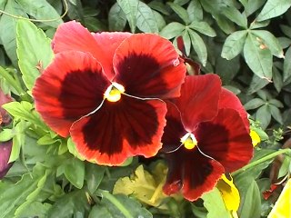 HOTI MARDAN KPK PAKISTAN