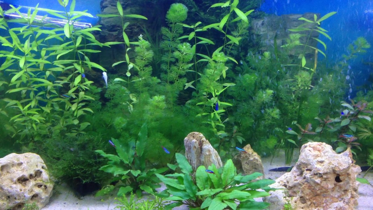 Mon aquarium débutant