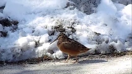 Un Oiseau traverse une route en dansant sur Something About Us