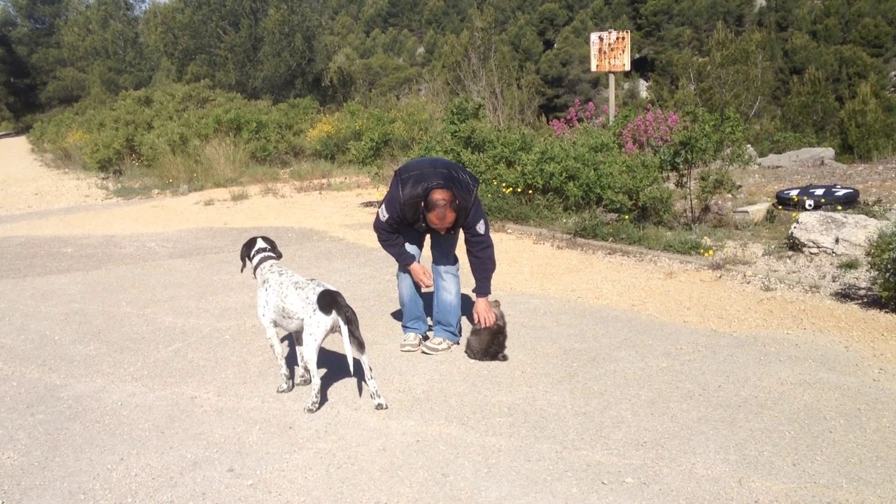 Dressage canin la ciotat13  jeena 9 semaines, 1ere leçon de rappel