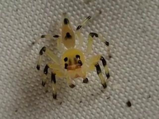 On peut voir ses yeux bouger à l'intérieur de son crâne... ( Animaux )