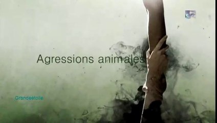 Agressions animales épis.3