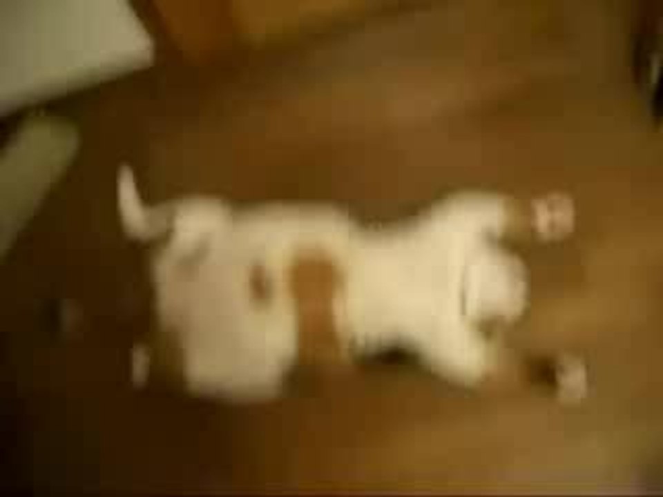 Cat nap