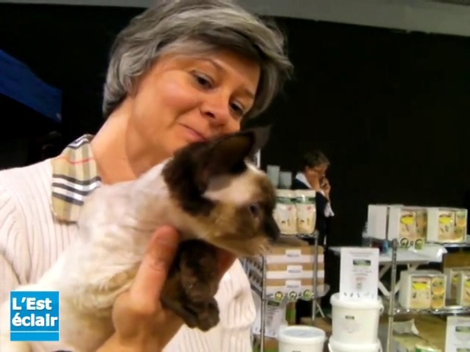 Et le plus beau chat à poils courts du salon est...