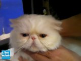Salon international du chat : les exposants nous présentent leur félin