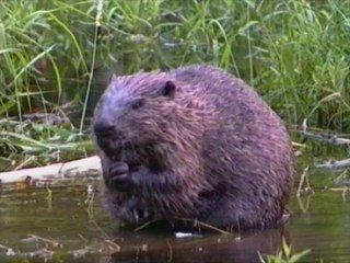 Beaver - Castor fiber