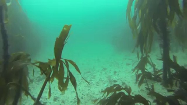 Plongée avec des bébés phoques