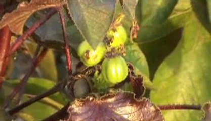 Dure Kothao Achi Boshe