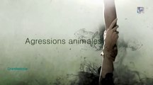 Agressions animales épis.2