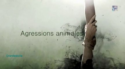 Agressions animales épis.2