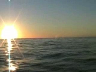 Dauphins et baleine en méditérranée