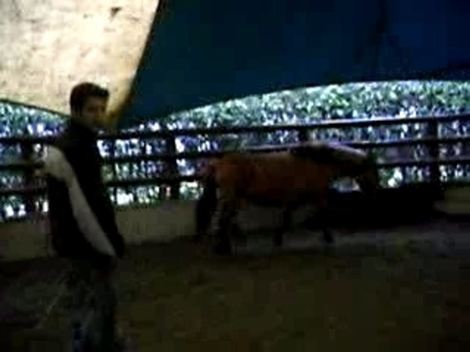 mira longée...quelle obeissance....