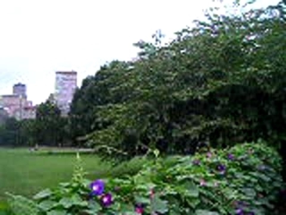 Central park