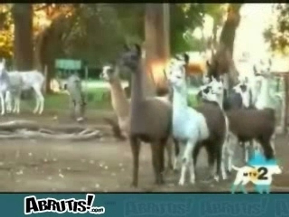 Lama Humain !