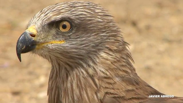 EL MILANO NEGRO (Milvus migrans)