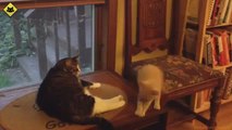 FUNNY VIDEOS Funny Cats - Funny Cat Videos - Funny Animals - Fail Compilation - Kitten Fails