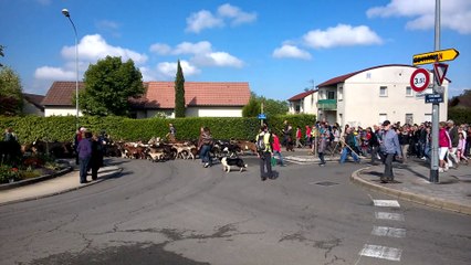 transhumance des chèvres municipales à Besançon