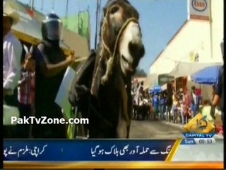 Mexico town celebrates donkey day
