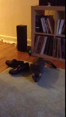 Cat Makes an Amazing Leap for Flying Paper Ball