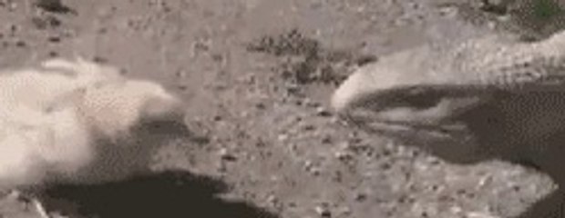 her kuşun eti yenmez. rahmet konuşur