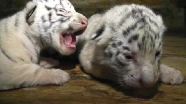 Four rare white tiger cubs born in Crimea zoo