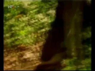 ANIMATORI - Ti znaš gdje sam proveo noć (1987)
