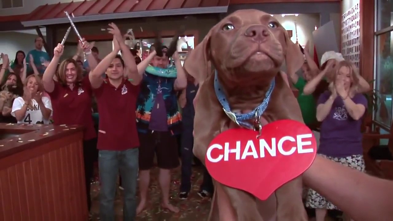 Vous rêvez d’adopter un chien ou un chat ? Ne regardez pas cette vidéo… ou vous allez craquer.