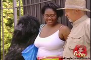 Kadınlar Goril İle Aynı Kafeste Kapalı Kalırsa