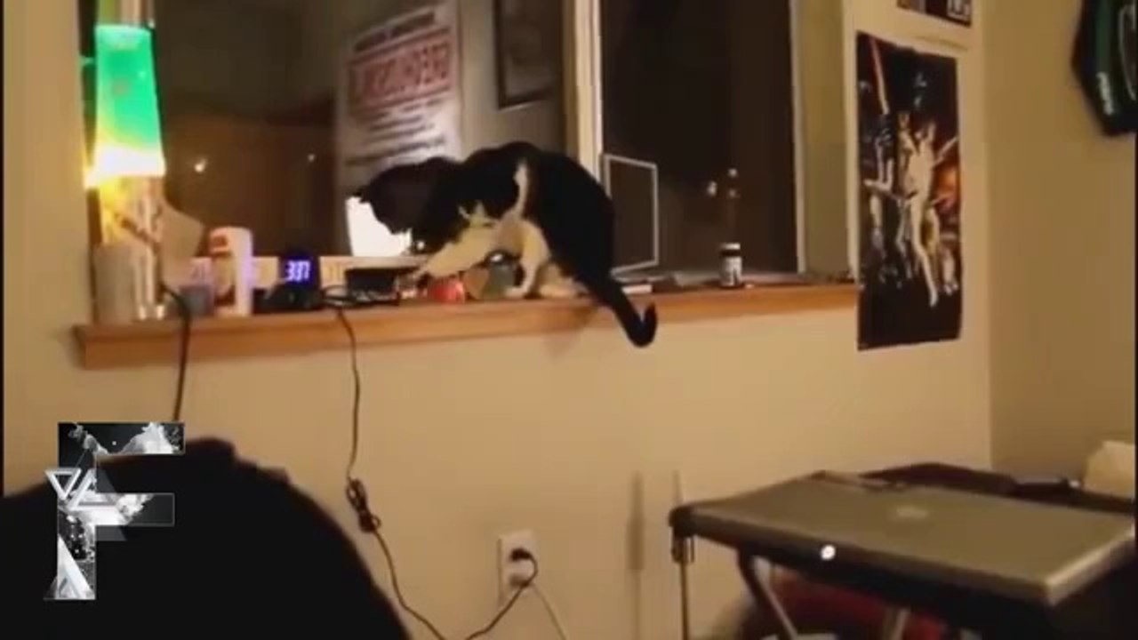 Very Funny Animals Collection