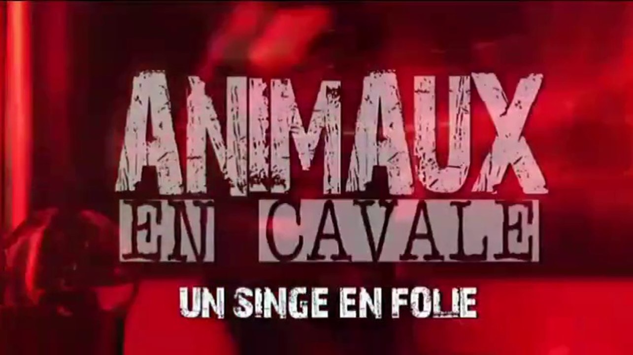 animaux en cavale_ un singe en folie