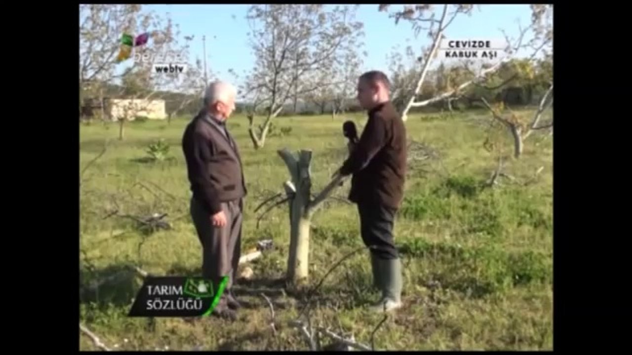 Aşılama (Kabuk Aşısı) - Ceviz Aşılaması (Kabuk Aşısı) 1.Bölüm