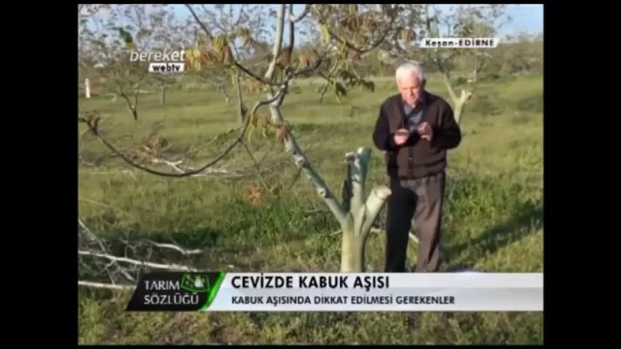 Ceviz Aşılaması (Kabuk Aşısı) 3.Bölüm