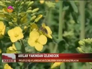 TRT-Haber Arılar Yakından İzlenecek